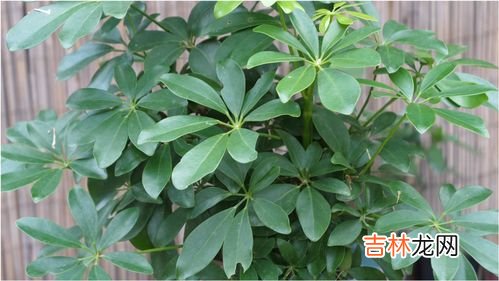 鹅掌柴的养殖方法,鹅掌柴的养殖方法是什么