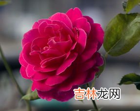 月季花的养殖方法,月季花怎么养