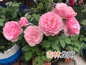 月季花的养殖方法,月季花怎么养