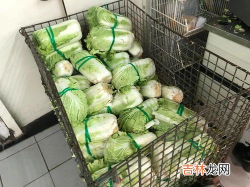 冬储大白菜怎么储存,冬储大白菜土埋储存方法