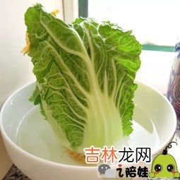 冬储大白菜怎么储存,冬储大白菜土埋储存方法