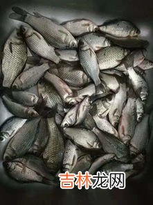钓鲫鱼饵料配方,12种绝佳钓鲫鱼饵料配方大全