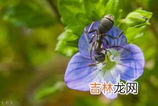 五倍子花粉怎么样吃,五倍子能泡水喝吗