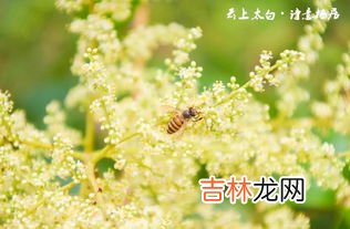 五倍子花粉怎么样吃,五倍子能泡水喝吗