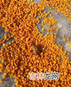 五倍子花粉怎么样吃,五倍子能泡水喝吗