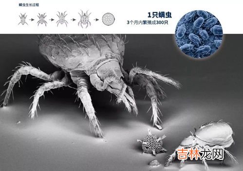 如何除螨虫?床上除螨虫的最快方法,床上的螨虫怎么样彻底清除掉