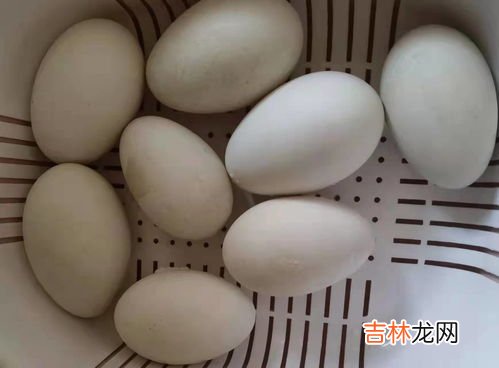 鹅蛋有点臭了还能吃吗,鹅蛋淹好了黄是黑的尔且还有点臭能吃吗