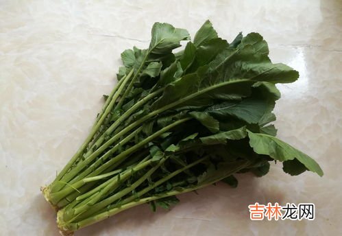 树叶碧绿碧绿的是什么季节,四季四年级作文
