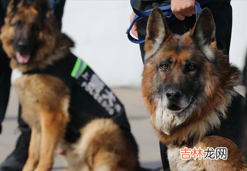 警犬的智商究竟有多高,两只走失的警犬跟着警车跑进了派出所和警察亲密互动，警犬的智商有多高？