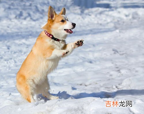 警犬的智商究竟有多高,两只走失的警犬跟着警车跑进了派出所和警察亲密互动，警犬的智商有多高？