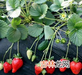 草莓什么时候种,草莓什么时候种合适?怎样种?