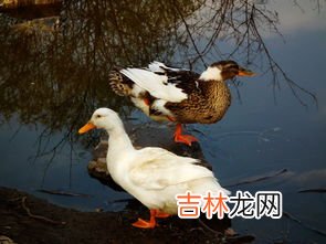 鹅跟鸭子的区别,鹅和鸭的区别有哪些