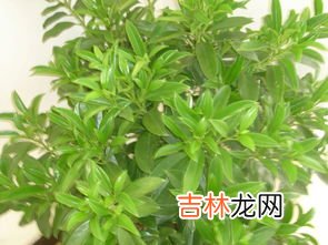 非洲茉莉夏天怎么养才长得好,非洲茉莉怎么养 怎么养非洲茉莉