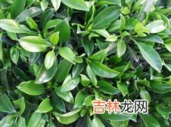 非洲茉莉夏天怎么养才长得好,非洲茉莉怎么养 怎么养非洲茉莉