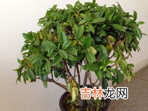 非洲茉莉夏天怎么养才长得好,非洲茉莉怎么养 怎么养非洲茉莉