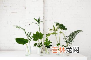 醋能吸收甲醛吗,醋可以吸收甲醛吗