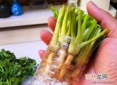 香菜根能吃吗,香菜属于发物类吗 香菜根可以吃吗