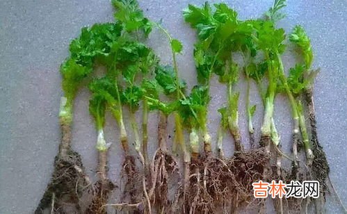 香菜根能吃吗,香菜属于发物类吗 香菜根可以吃吗