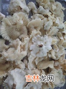 平菇在冰箱里长了白毛还能吃吗,平菇放冰箱里长白毛毛还能吃吗 平菇怎么判断坏了没