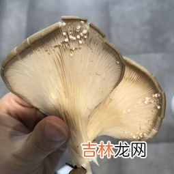 平菇在冰箱里长了白毛还能吃吗,平菇放冰箱里长白毛毛还能吃吗 平菇怎么判断坏了没