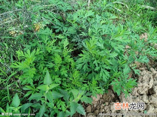 艾蒿是艾草吗,艾蒿和艾草什么区别