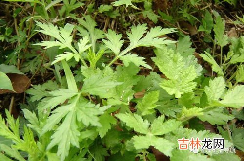 艾蒿是艾草吗,艾蒿和艾草什么区别
