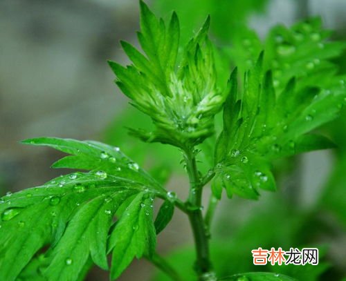 艾蒿是艾草吗,艾蒿和艾草什么区别