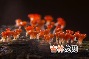 变形虫是单细胞生物吗,变形虫属于单细胞吗？