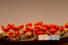 变形虫是单细胞生物吗,变形虫属于单细胞吗？