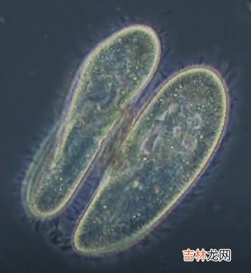 变形虫是单细胞生物吗,变形虫属于单细胞吗？