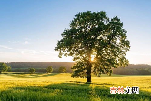 树理论上可以永生吗,植物是不是环境合适永生不死？