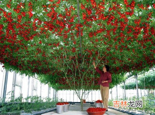 树理论上可以永生吗,植物是不是环境合适永生不死？