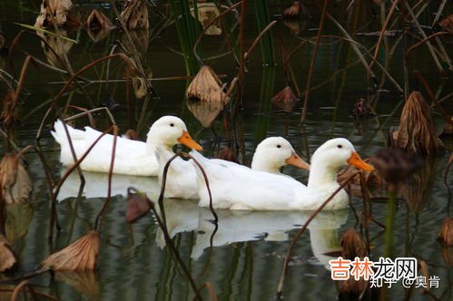 鹅绒跟鸭绒有什么区别,鹅绒和鸭绒区别