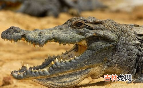 鳄鱼会下蛋吗,鳄鱼多久成年，多久下一次蛋