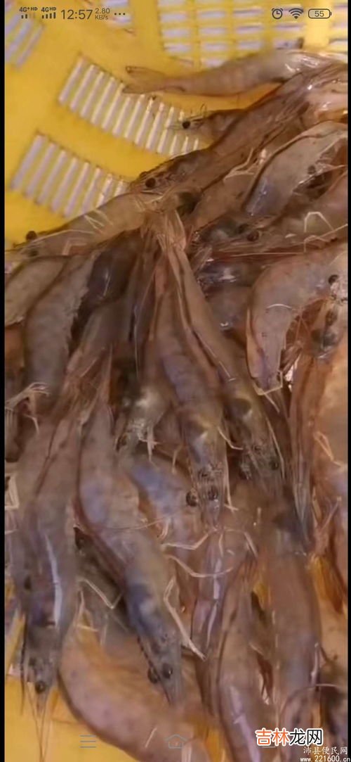 鹅营养价值及功效作用,鹅的营养价值及功效与作用 鹅的营养价值及功效与作用是什么