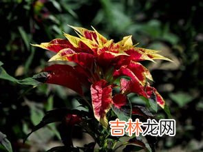 雁来红是什么花,雁来红国画有什么寓意