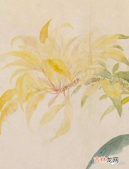雁来红是什么花,雁来红国画有什么寓意