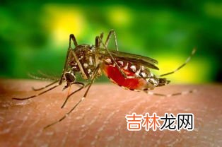 冬天家里有蚊子是怎么回事,冬天家里为什么有蚊子