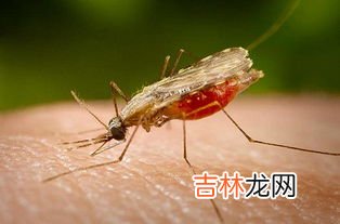 冬天家里有蚊子是怎么回事,冬天家里为什么有蚊子