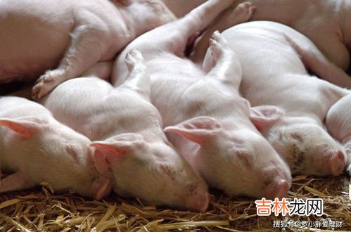 猪前夹肉是哪个部位,什么是猪前夹肉呢？