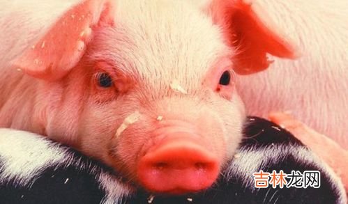 猪前夹肉是哪个部位,什么是猪前夹肉呢？
