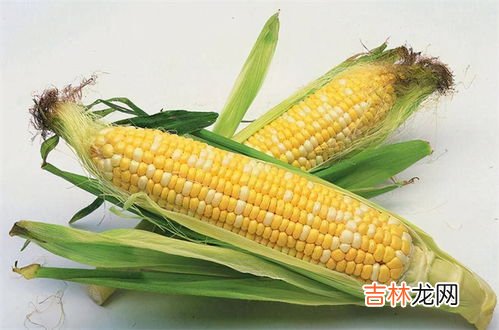 玉米胚芽粉能减肥吗,玉米胚芽粉固体饮料一天喝几袋