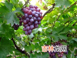 葡萄长时间保存有诀窍,葡萄如何保存时间长 做到这些能延长保质期