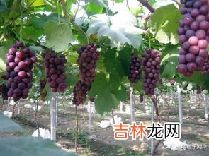 葡萄长时间保存有诀窍,葡萄如何保存时间长 做到这些能延长保质期