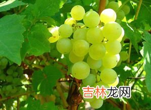 葡萄长时间保存有诀窍,葡萄如何保存时间长 做到这些能延长保质期