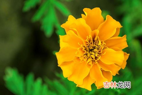 叶黄素胶囊哪个牌子好,叶黄素哪个牌子好