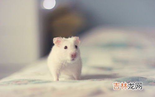 生耗子怎样打开,生耗子怎样洗?