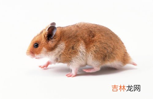 生耗子怎样打开,生耗子怎样洗?