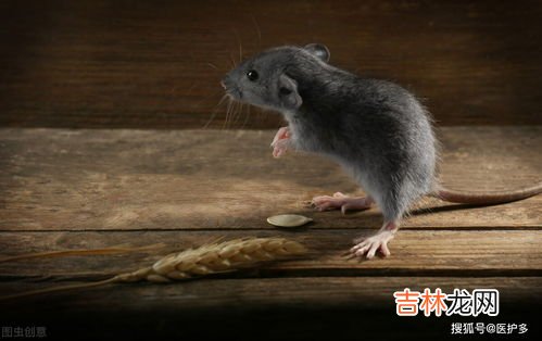 生耗子怎样打开,生耗子怎样洗?