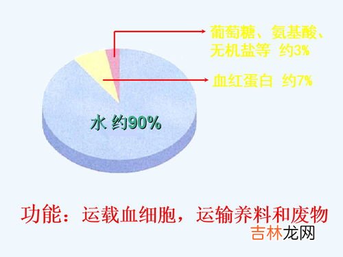 血液循环是谁发现的,谁知道血液循环的发现史？？